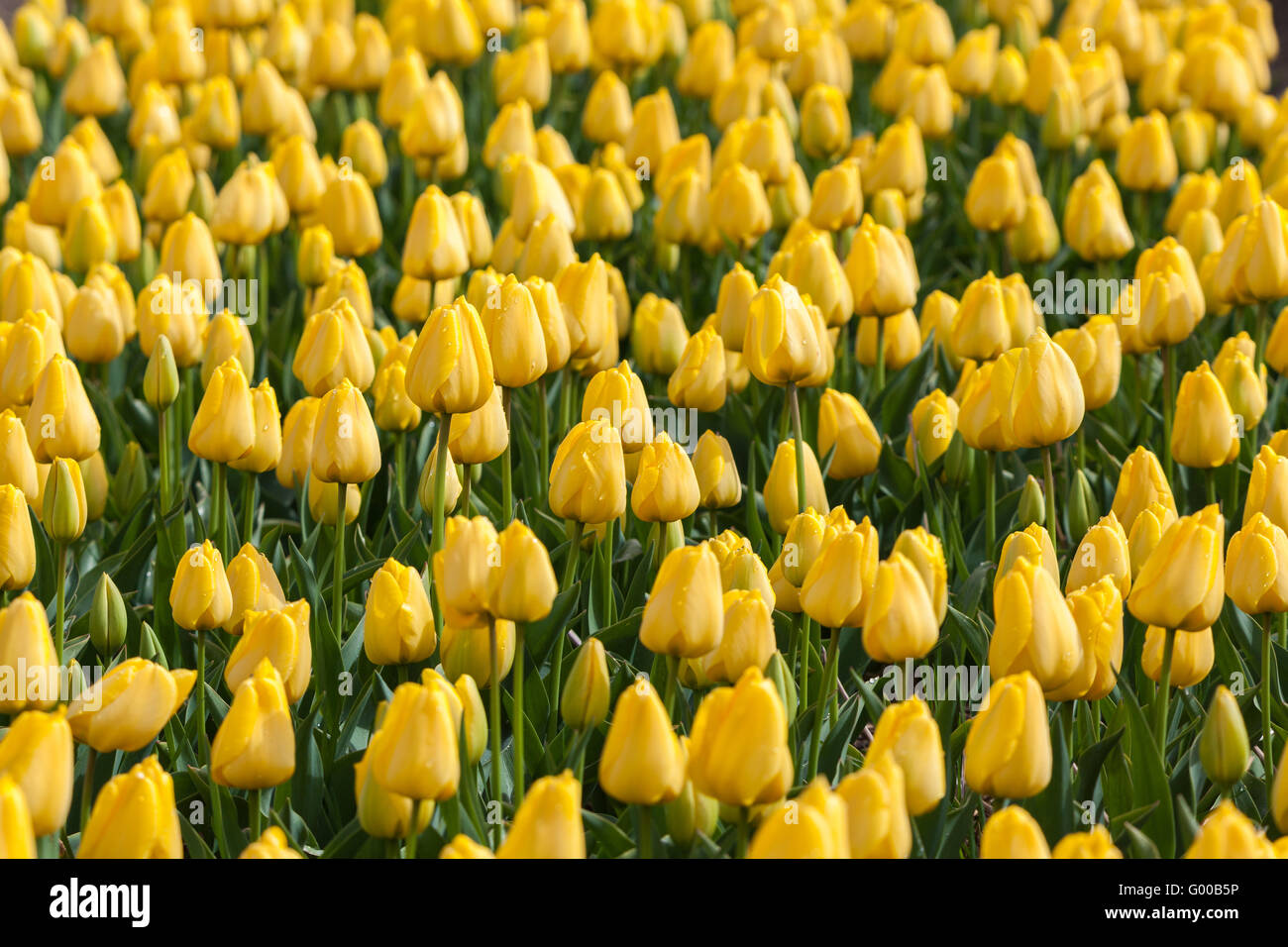 Tulpe. Schöne bunte gelbe Tulpen Blumen im Frühling Garten, lebendige Blumen Hintergrund Stockfoto
