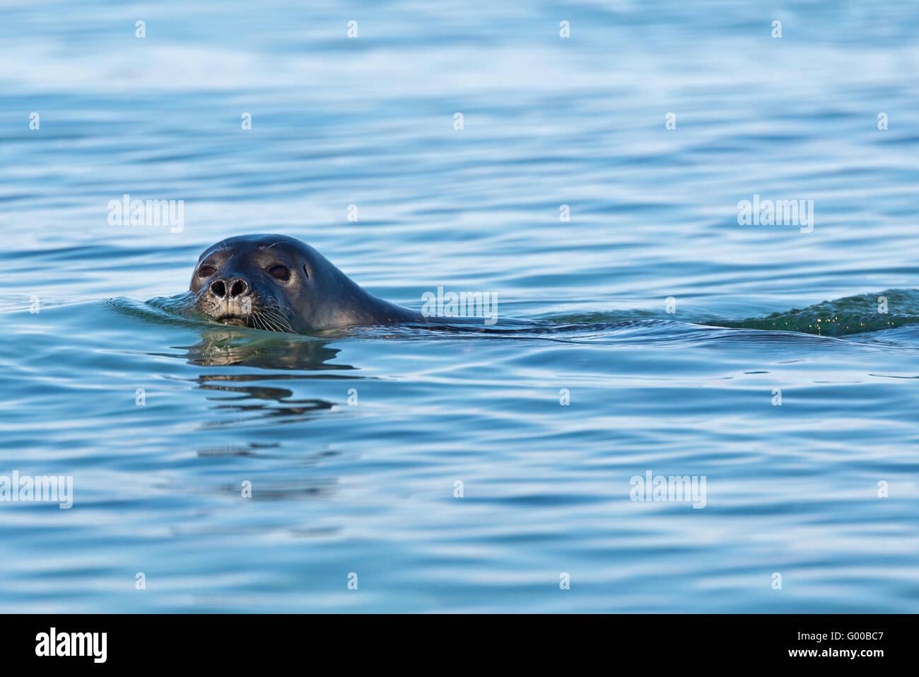 Eine Ringelrobbe schwimmen in der Nähe von unserem Boot in Kobbefjorden auf Danskoya in Spitzbergen, svalbard Stockfoto