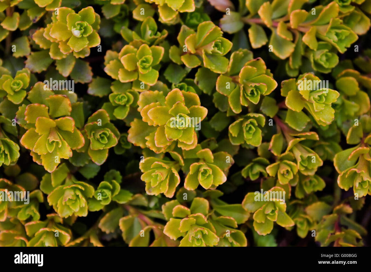 Blumenkarte mit Grünpflanzen closeup Stockfoto