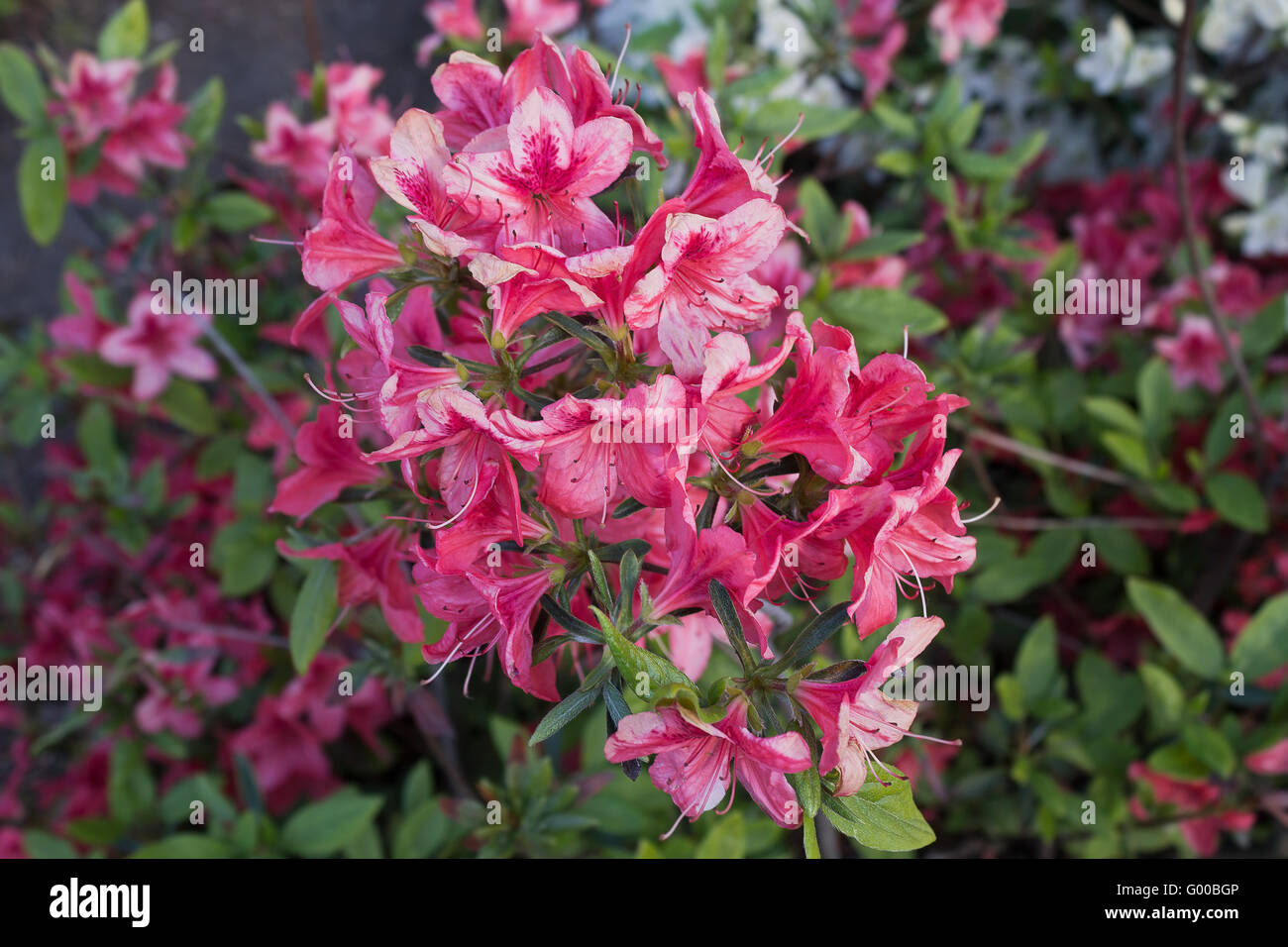 Blühender Zweig der rosa Rhododendron closeup Stockfoto