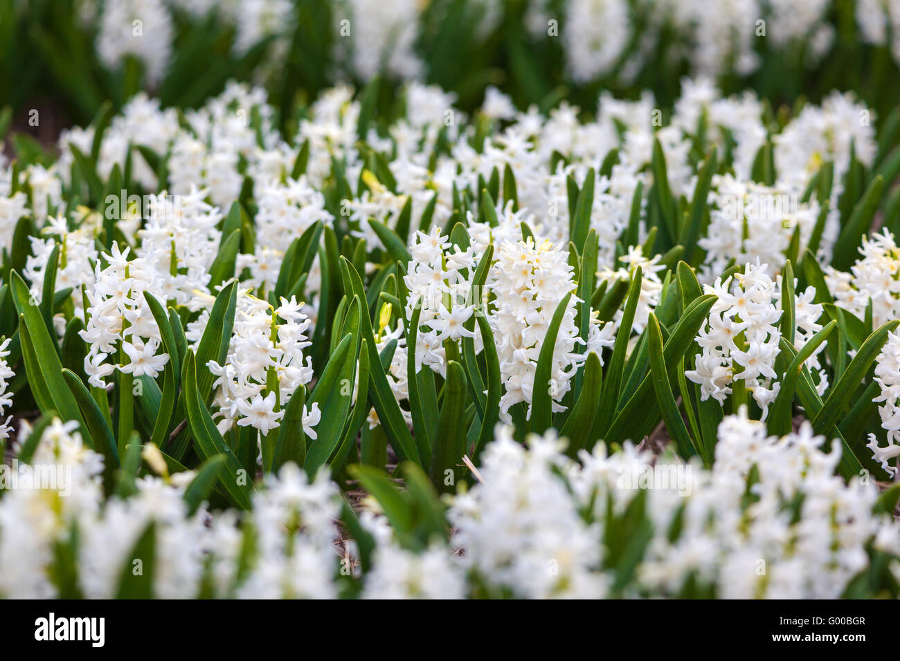 Hyazinthe. Schöne weiße Hyazinthe Blüten im Frühlingsgarten, lebendige Blumenkarte, Blumenfelder in Niederlande. Stockfoto