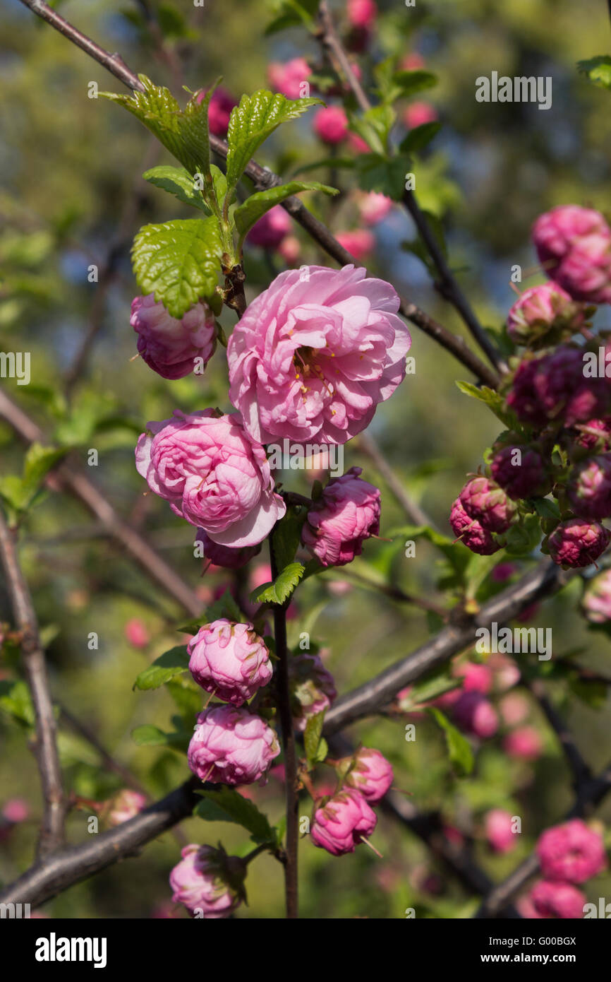 dekorative rosa Kirsche Blume closeup Stockfoto