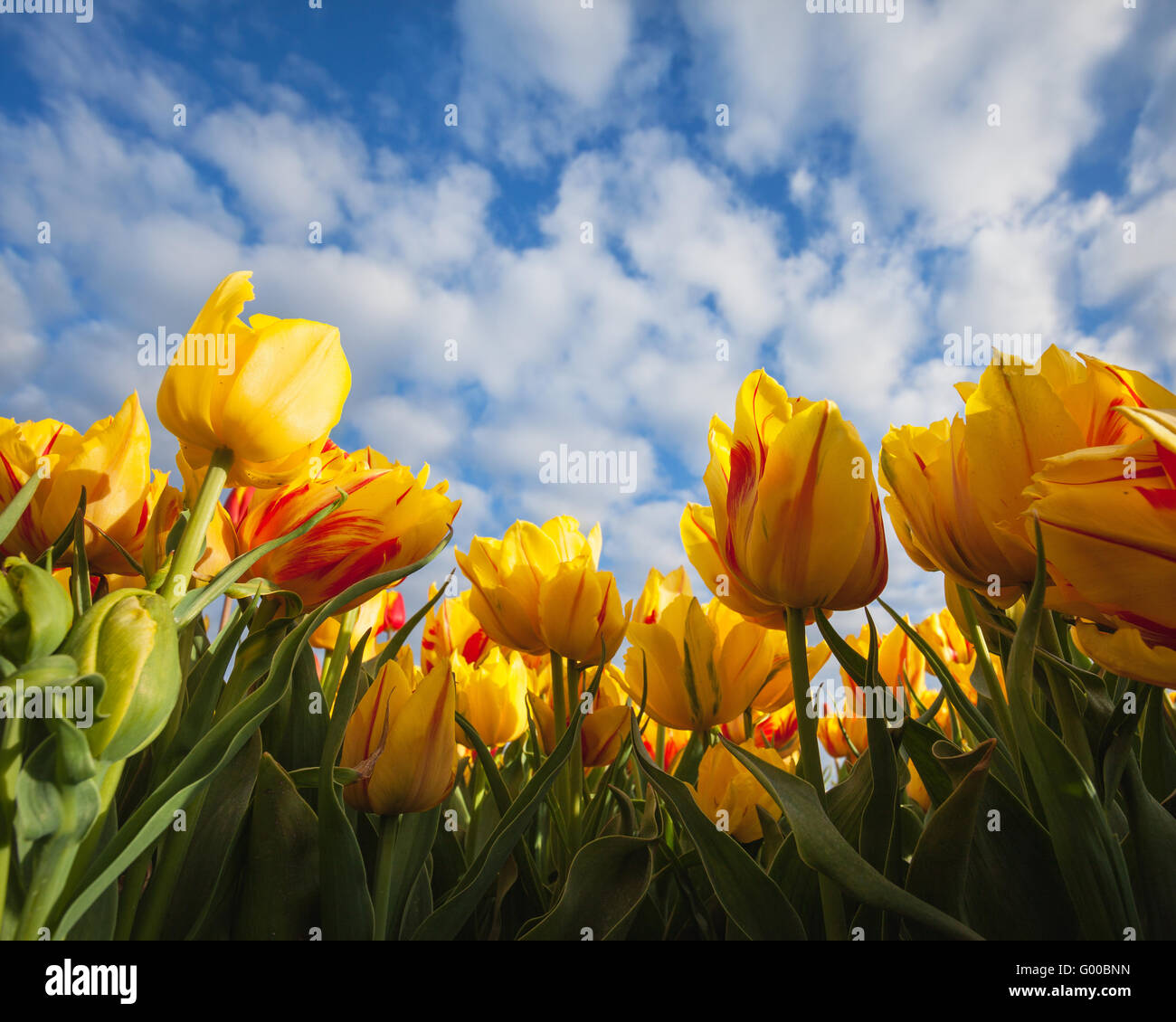 Gelbe Blumen Tulpen gegen den blauen Himmel mit Wolken bei Sonnenaufgang in Holland im Frühling, bunte Tulpe, Blumen Stockfoto