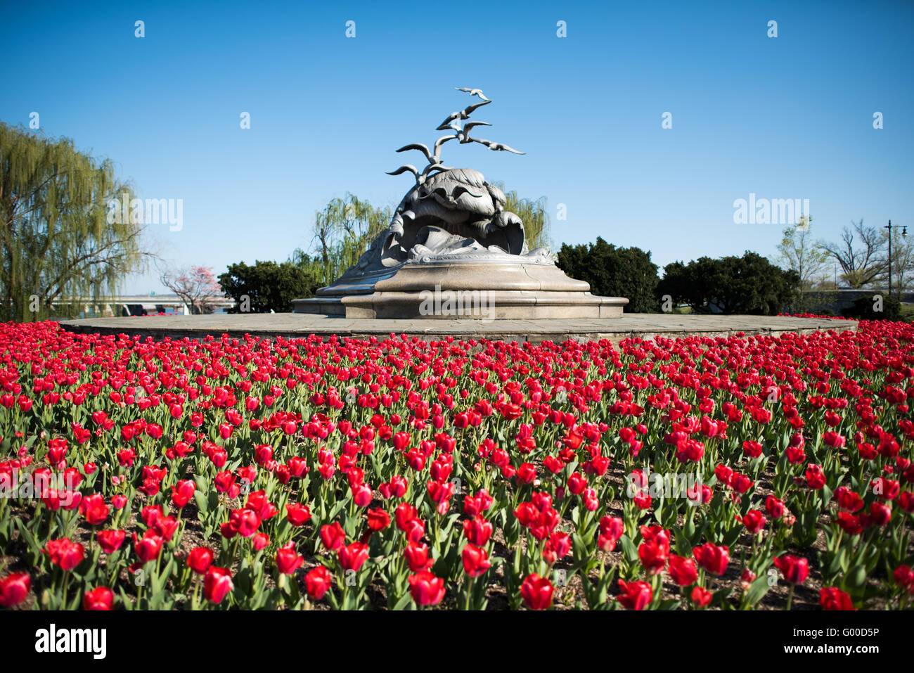 Red Tulips Navy-Merchant Marine Memorial Lady Bird Johnson Park Arlington Virginia // ARLINGTON, Virginia, USA – Eine lebendige Ausstellung roter Tulpenblüten vor dem Navy-Merchant Marine Memorial im Lady Bird Johnson Park. Die Frühlingsblumen bilden einen auffälligen Vordergrund für die Aluminiumskulptur aus Möwen und Wellen, die Teil der Gedenkstätte zu Ehren von Marinepersonal und Handelsschiffen ist, die im Ersten Weltkrieg dienten Stockfoto