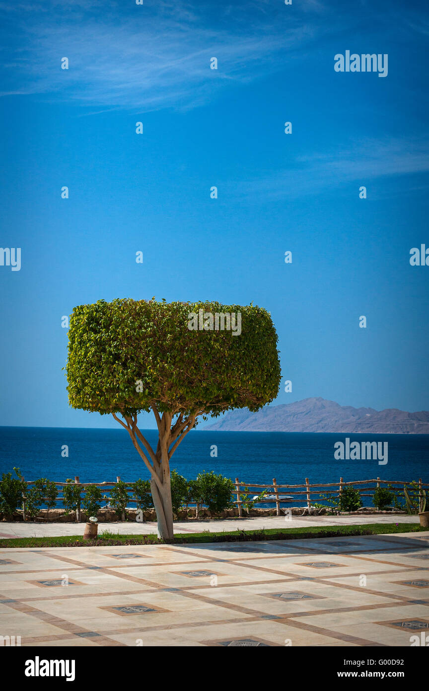 schöner Baum am Meer Hintergrund Stockfoto