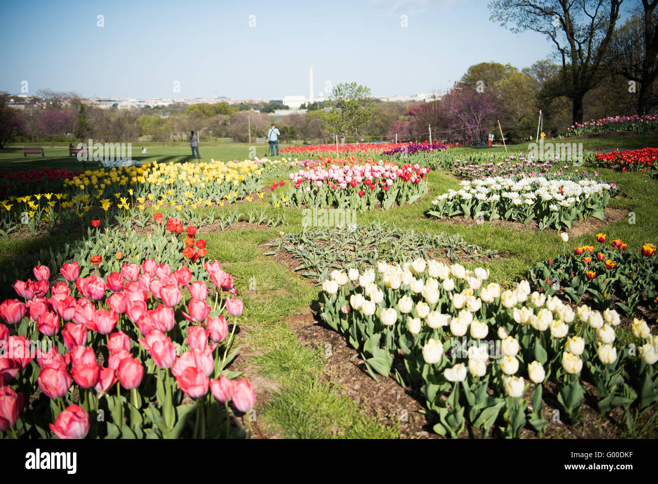 ARLINGTON, Virginia, USA – im Vordergrund des niederländischen Carillon im Arlington Ridge Park blühen leuchtende Tulpen. Der 127 Meter hohe offene Stahlturm mit 50 Bronzeglocken erhebt sich hinter einer bunten Palette niederländischer Tulpen. Diese Frühlingsschau umgibt das 1954 von den Niederlanden geschenkte Denkmal und bietet einen malerischen Blick auf die Skyline von Washington, DC, die in der Ferne über den Potomac River sichtbar ist. Stockfoto