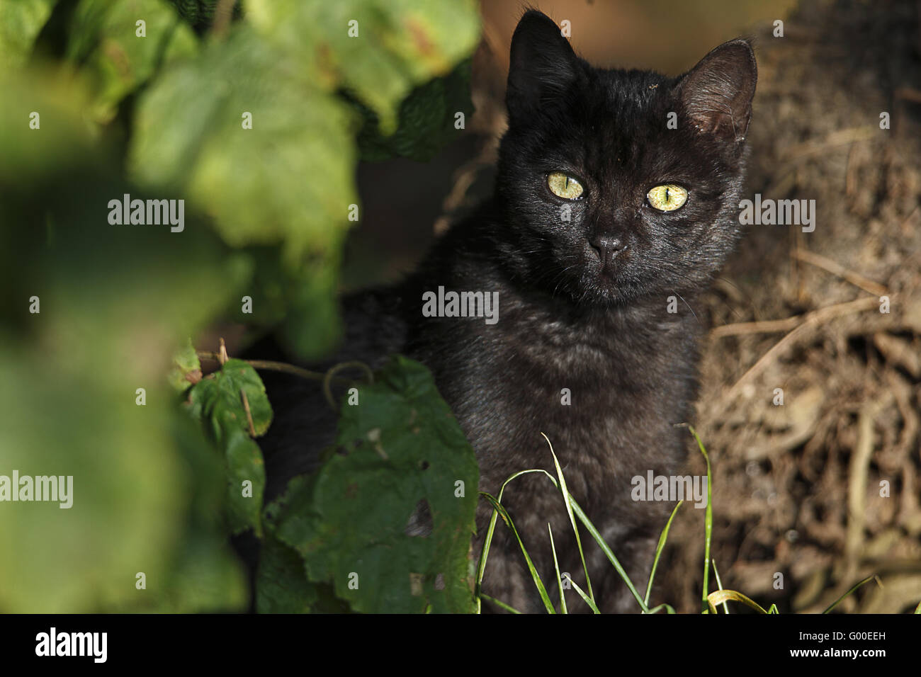 schwarze Katze Stockfoto