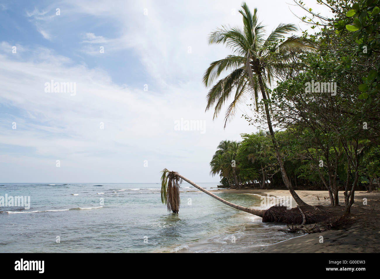 Eine Palme lehnt sich über den Strand und das Karibische Meer am Playa Manzanillo in Costa Rica. Stockfoto