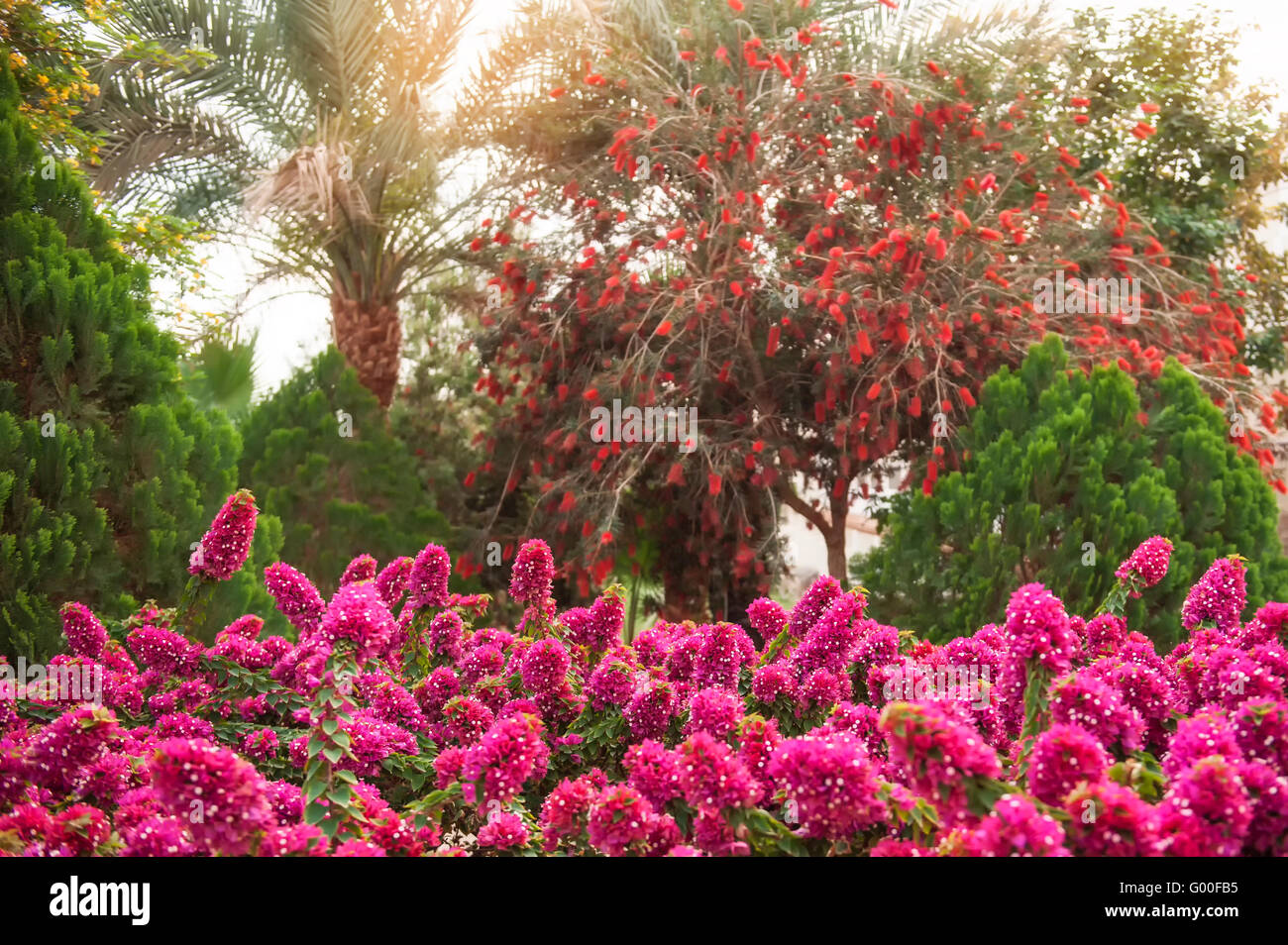 Schöne Rhododendron-Büsche in einem Arboretum Outdoor-park Stockfoto