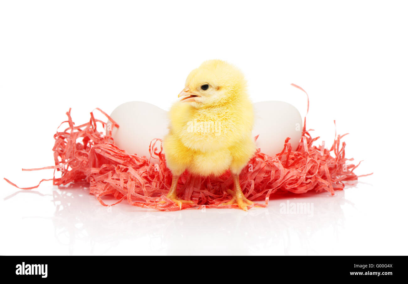 Zwei weiße Hühnereier in rosa Papier Nest und kleine gelbe Huhn vor ihnen, isoliert auf weißem Hintergrund Stockfoto