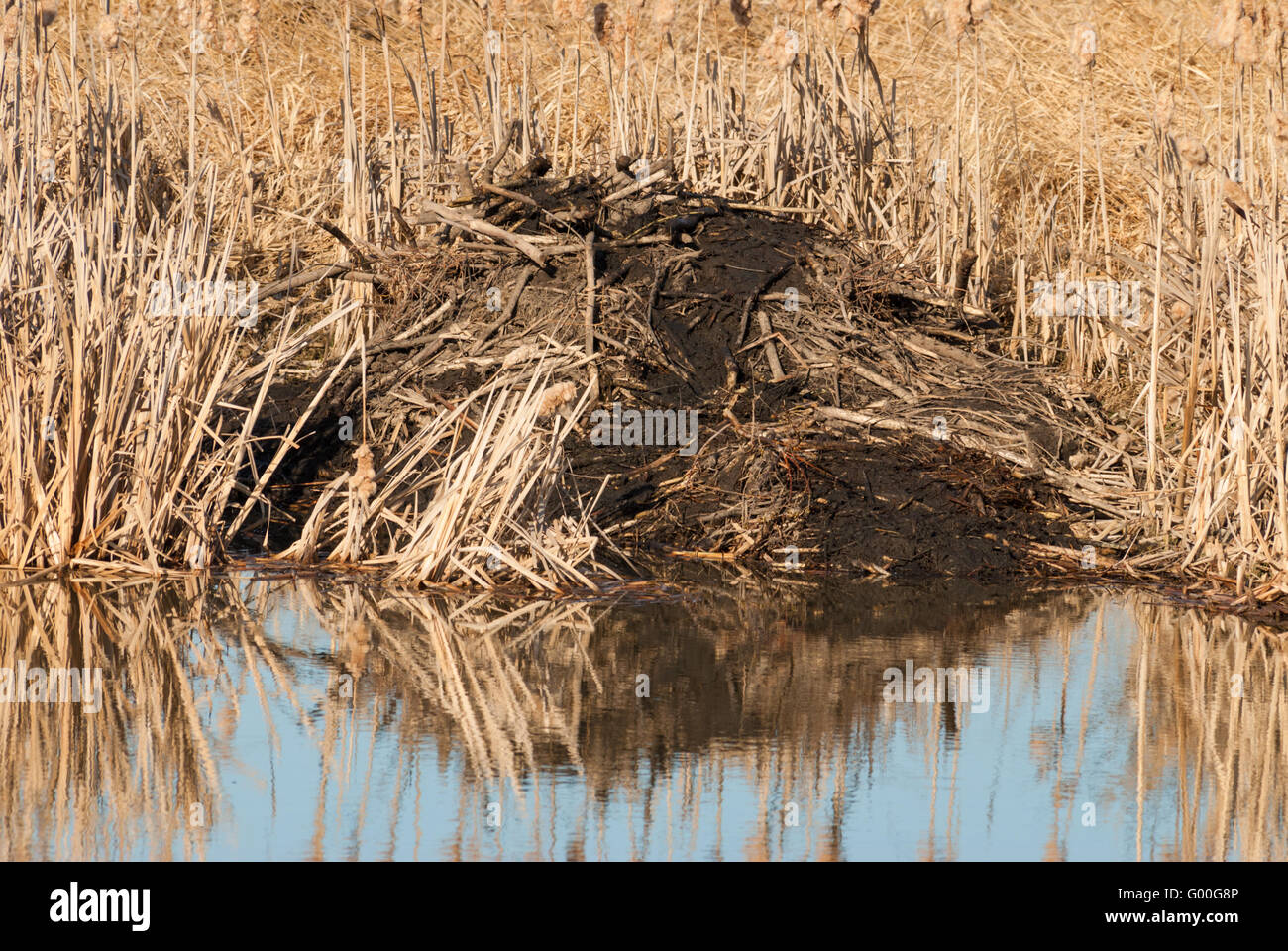 Ein Biber Lodge am Ufer des Flusses Stör in der Nähe von St. Albert, Alberta Stockfoto