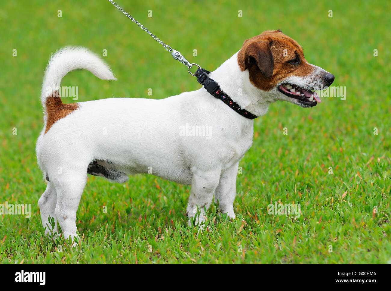 Jack Russell Terrier stehend auf dem grünen Rasen Stockfoto