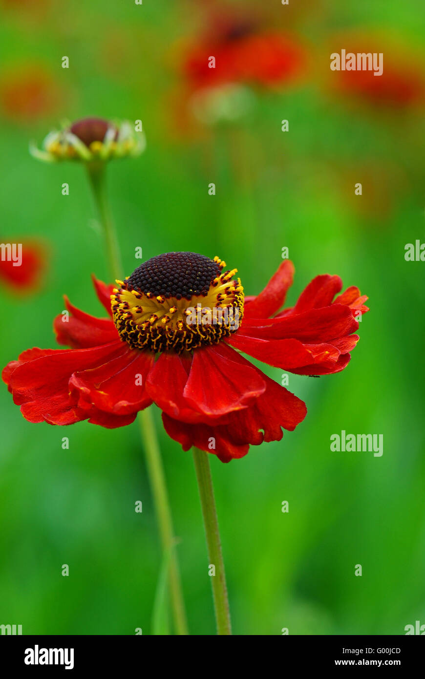 Helenium Hybride Stockfoto