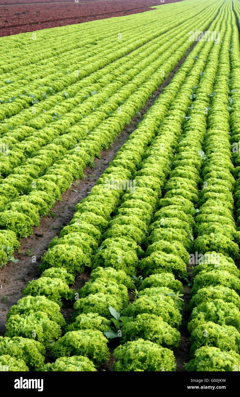 Salat box Stockfoto