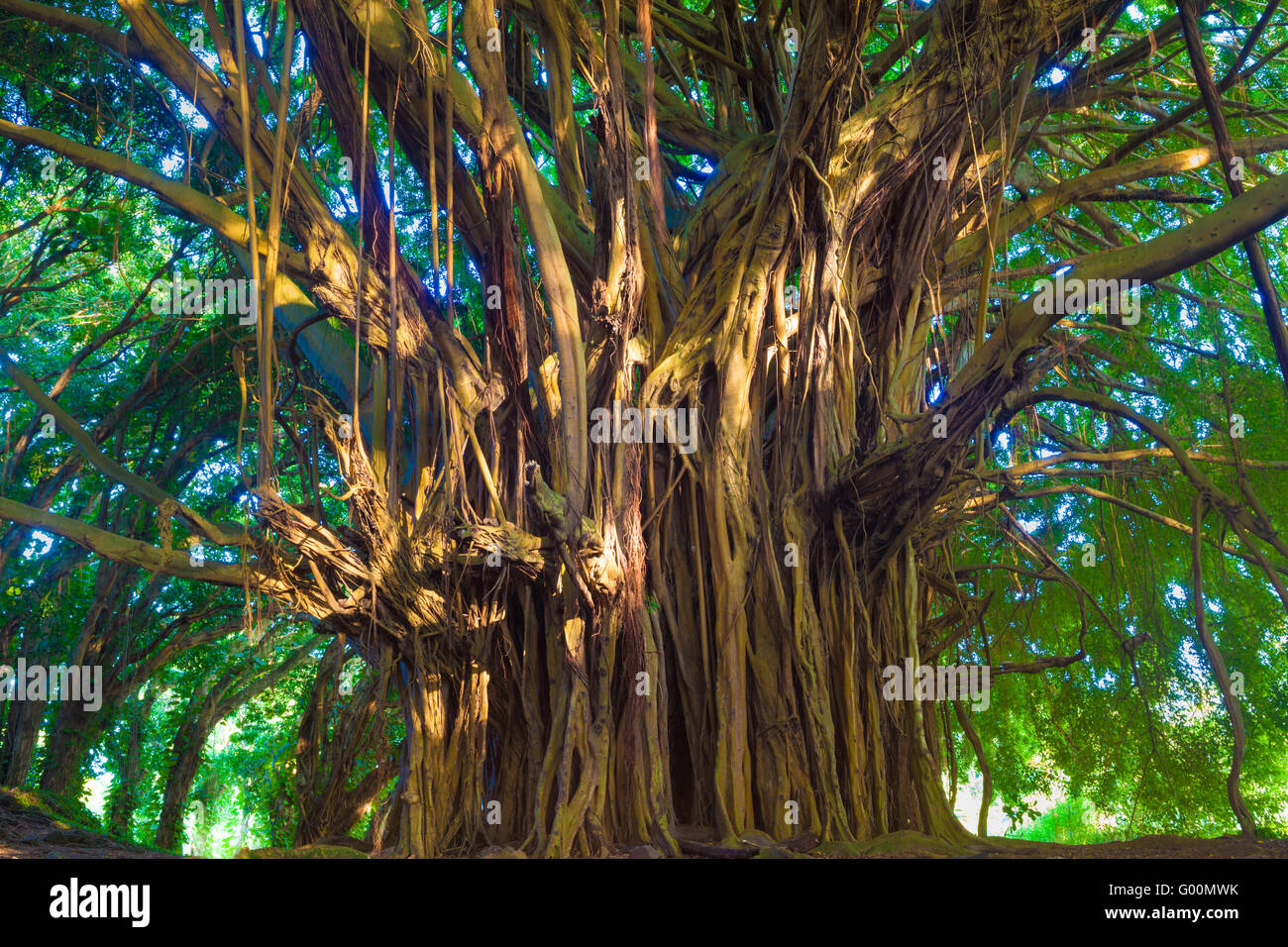 Riesigen Banyan-Baum in Hawaii Stockfoto