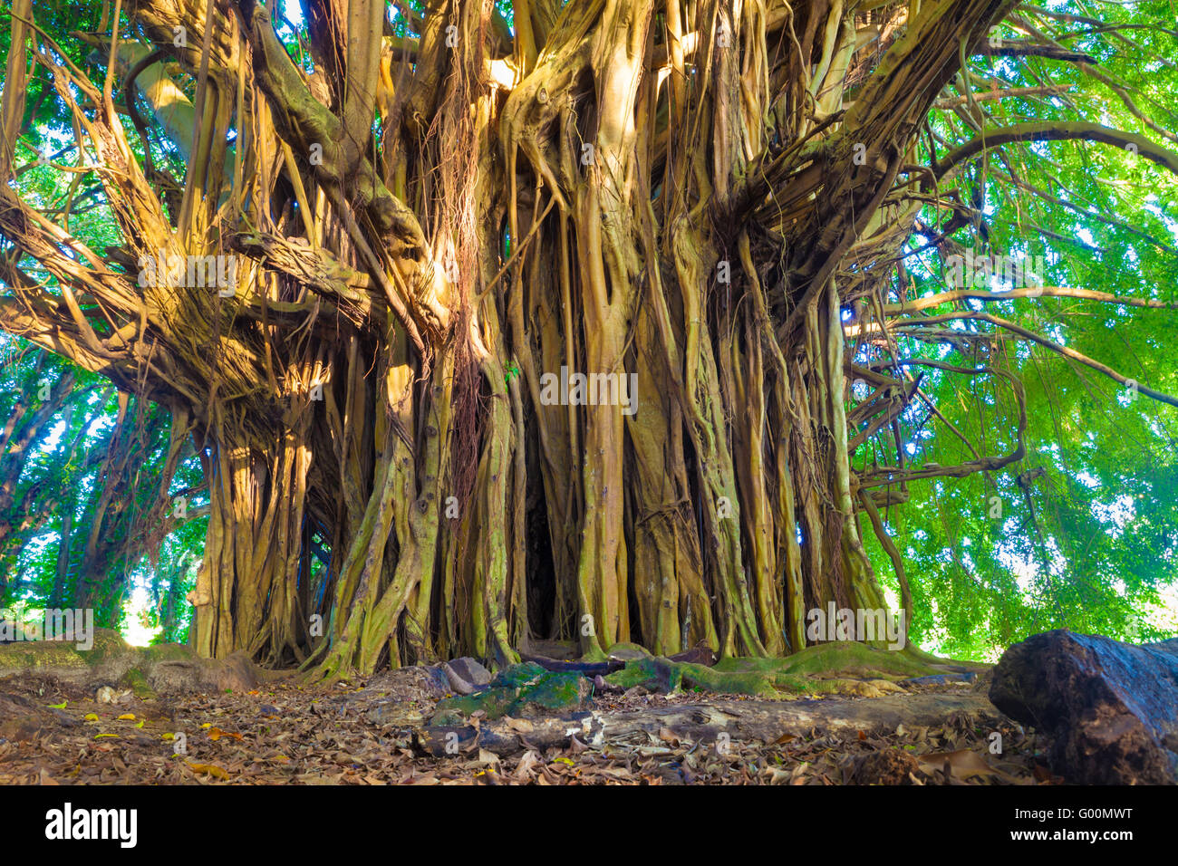 Riesigen Banyan-Baum in Hawaii Stockfoto