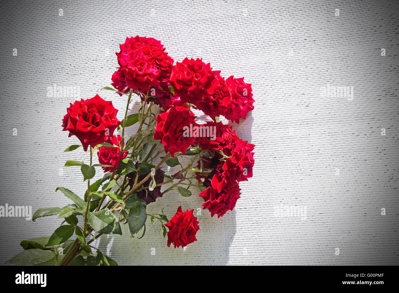 Strauch mit roten Rosen auf einer weißen Wand Stockfoto