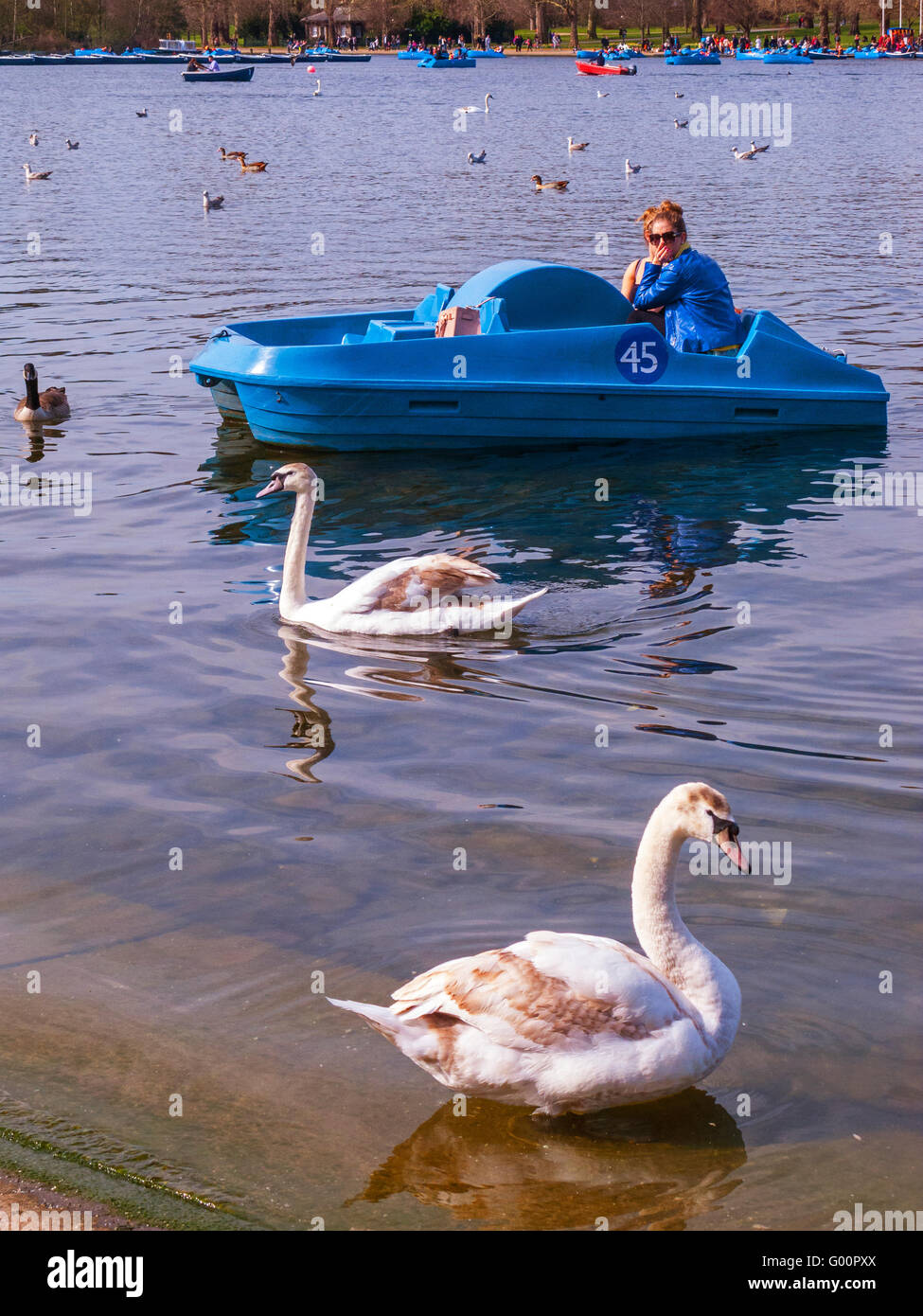 Junge Frau im Tretboot bewundern junge Schwäne auf der Serpentine, London Stockfoto
