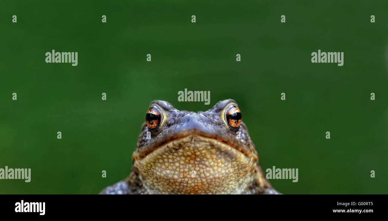 Bufo bufo Stockfoto