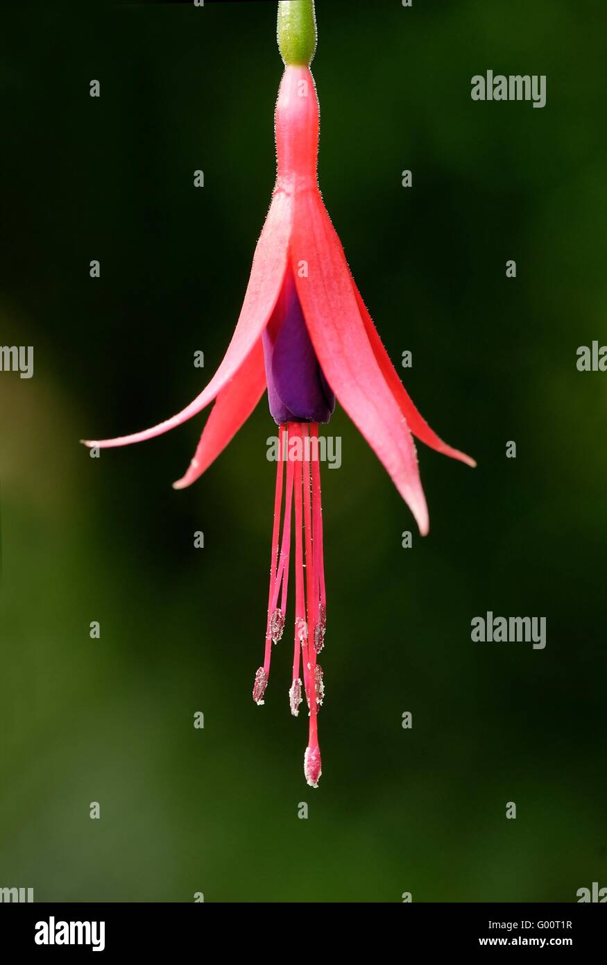 Fuchsie fehlt Stockfoto