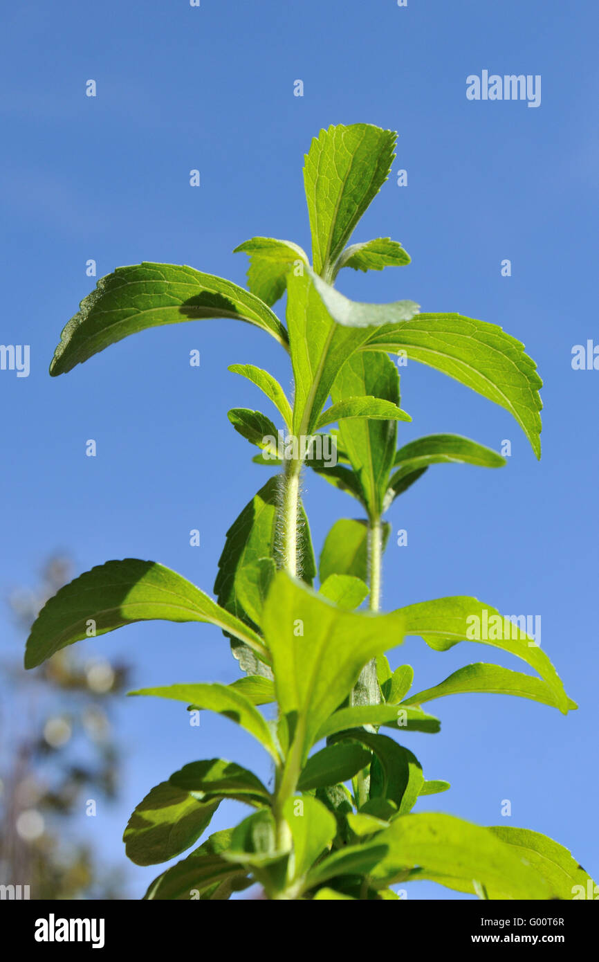 Stevia Rebaudiana oder süß-Herb Stockfoto