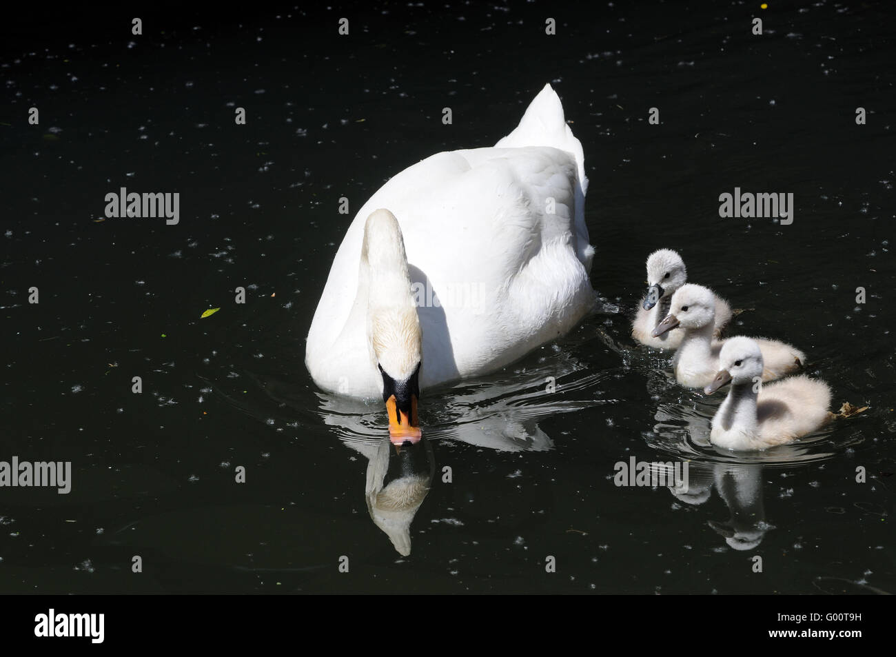 Hässliche Entlein Stockfoto