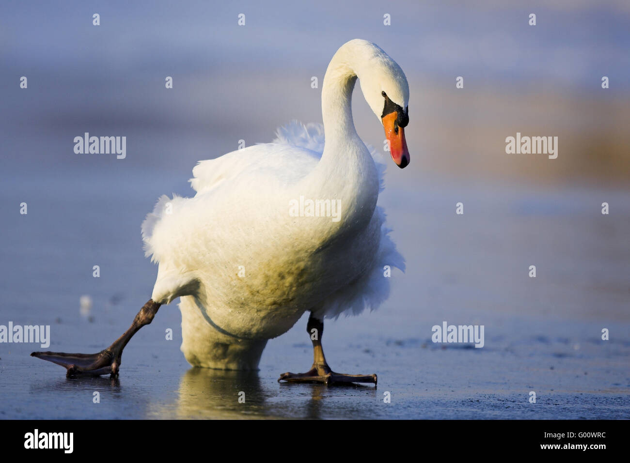 Höckerschwan Stockfoto