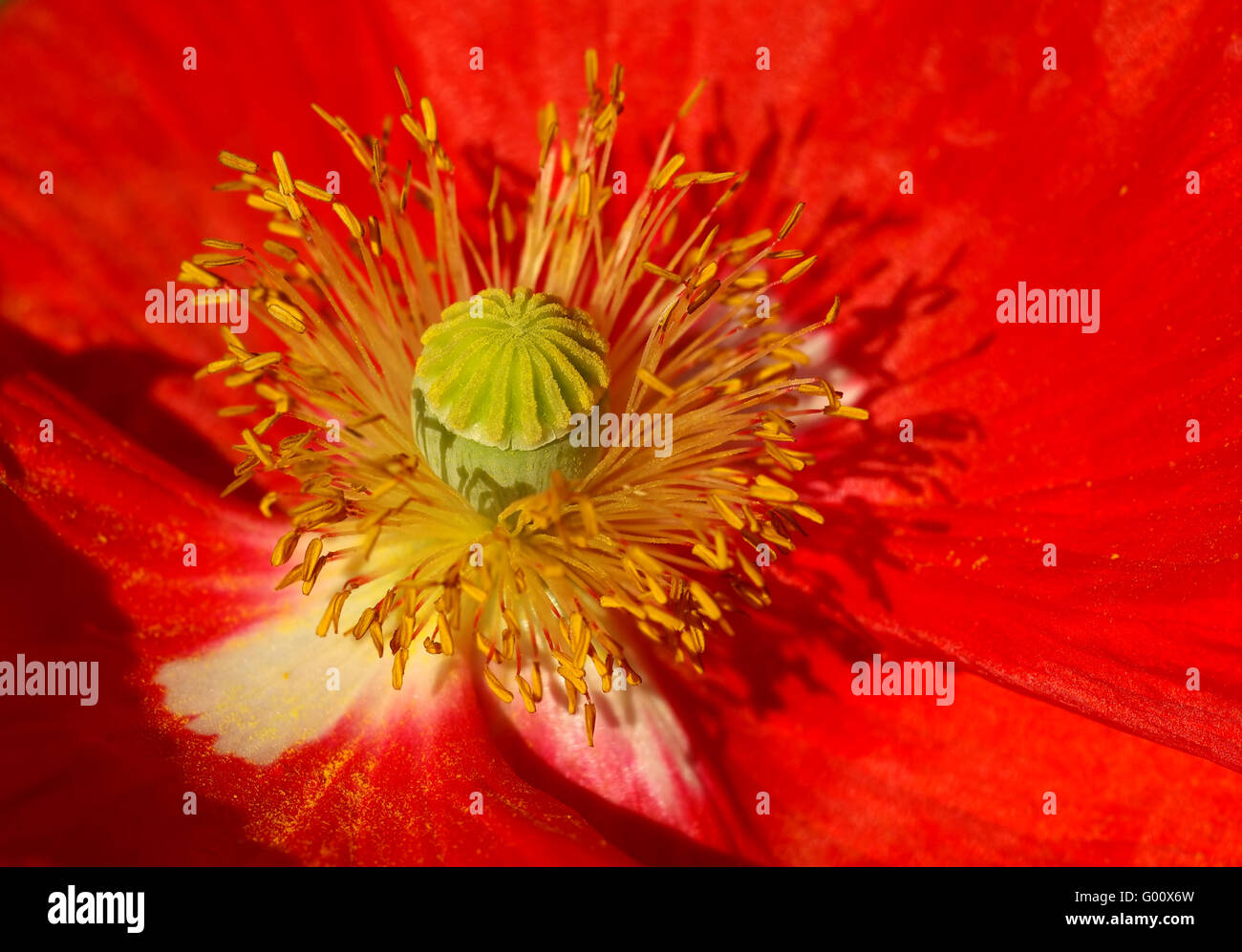 Mohn Stockfoto