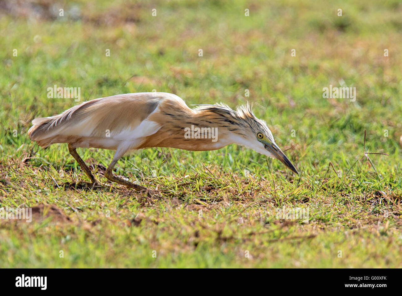 Jagd Squacco Heron (Ardeola Ralloides), Boa Vista, Kap Verde Stockfoto