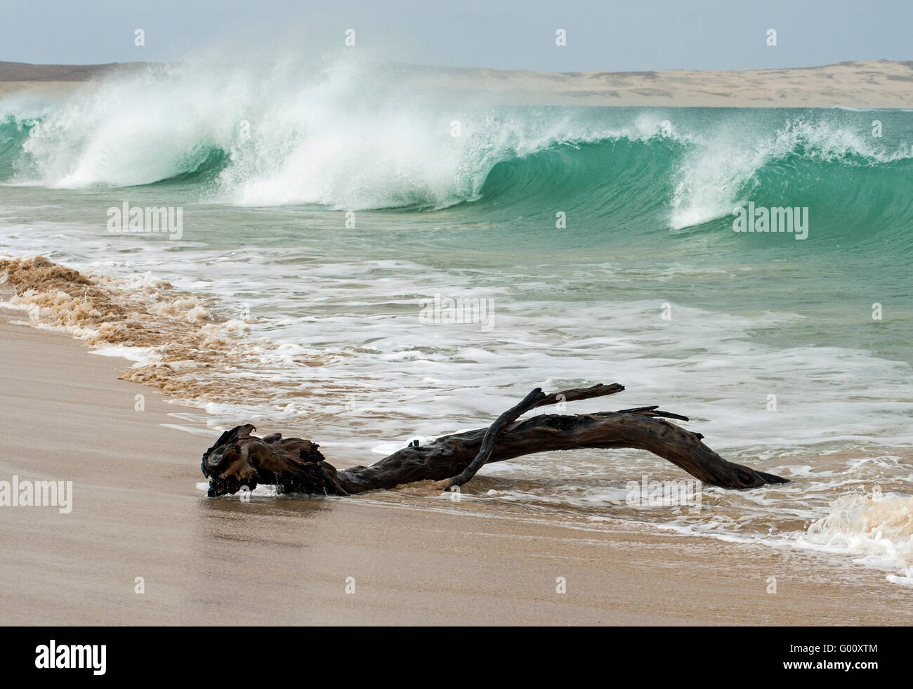 Wellen und Treibholz am Praia de Chaves, Boa Vista, Kap Verde Stockfoto