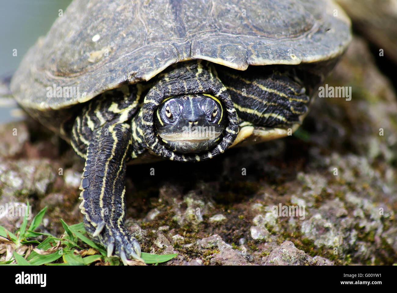 Rot-eared slider Stockfoto