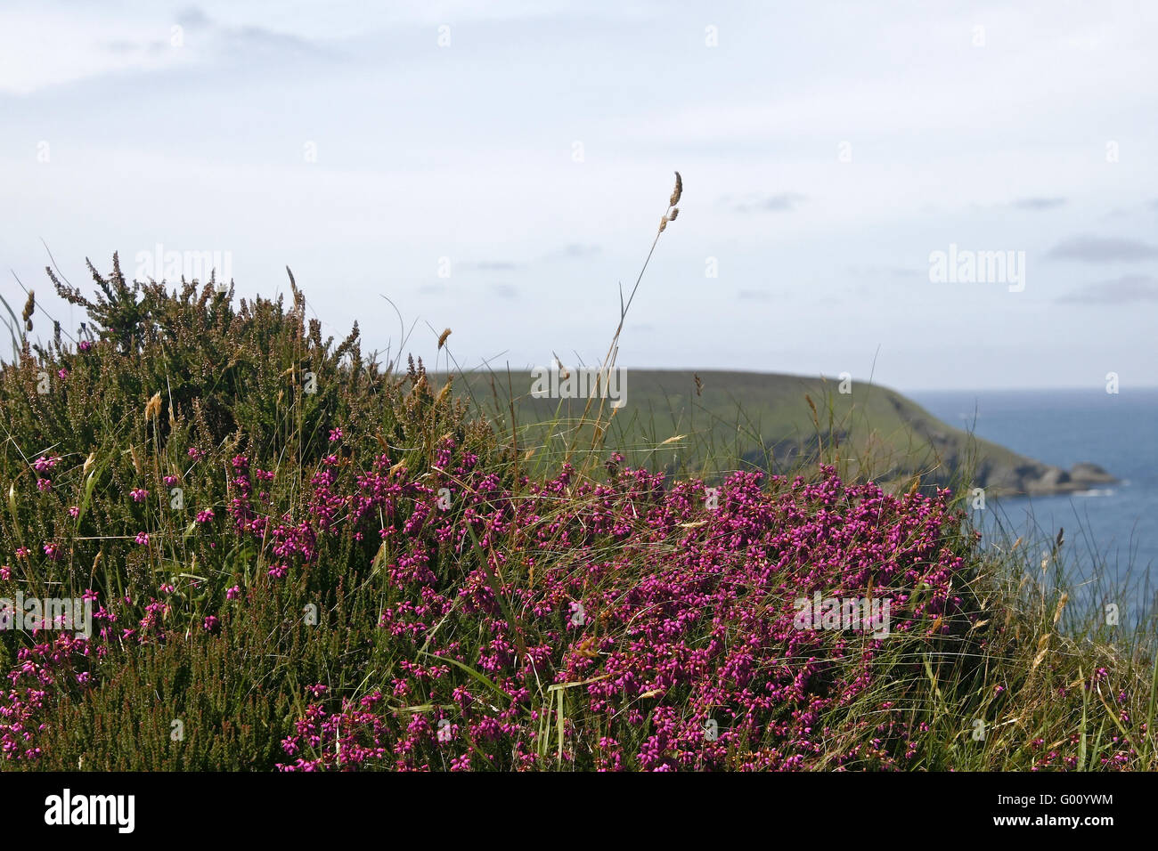 Felsige Küste östlich von Godrevy, Cornwall, Südwestengland Stockfoto