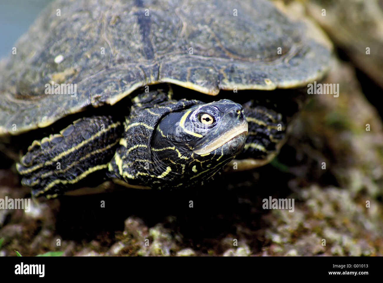 Rot-eared slider Stockfoto