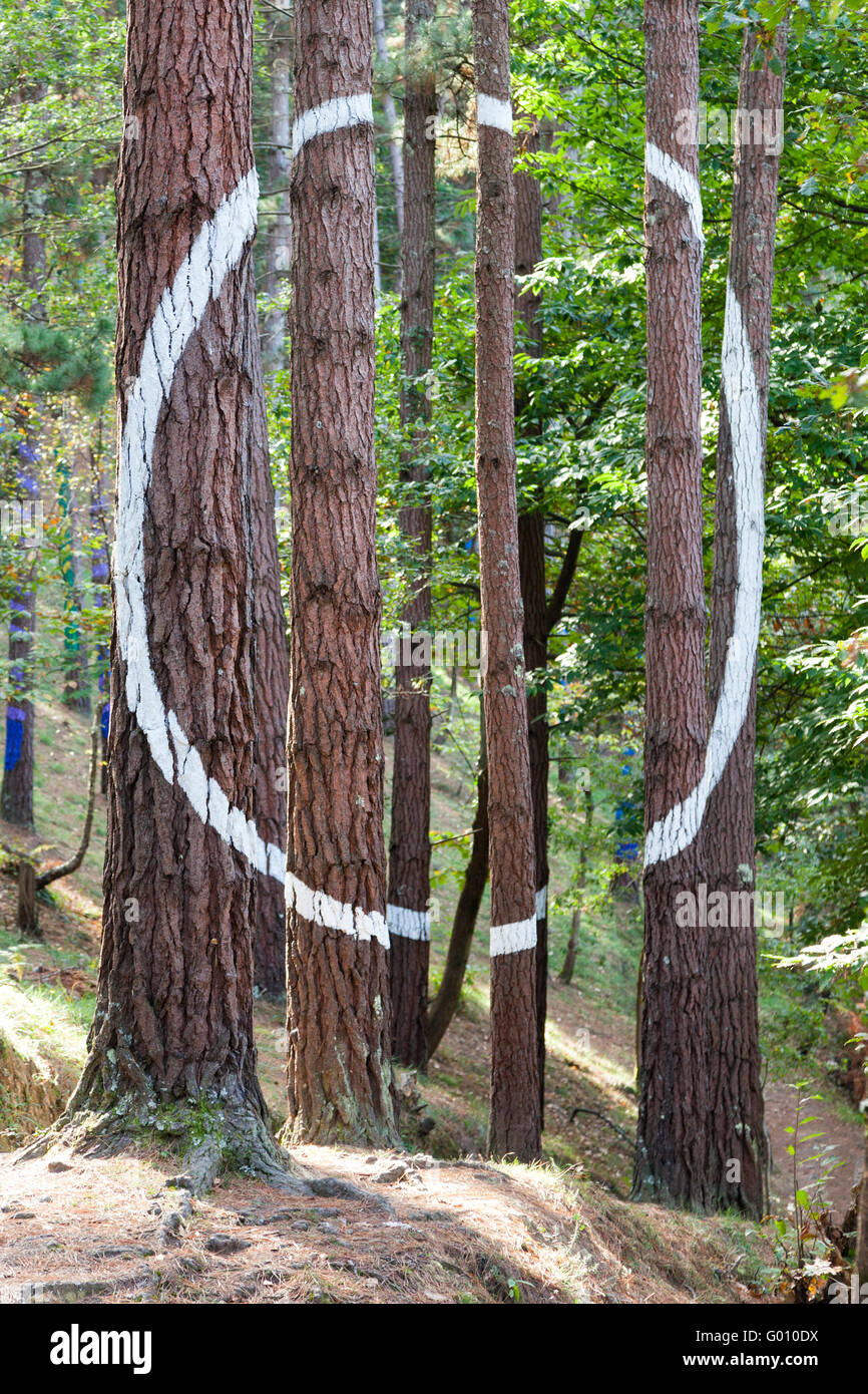 Weißer Kreis gemalt auf Baumstämmen im Wald Oma von Agustin Ibarrola