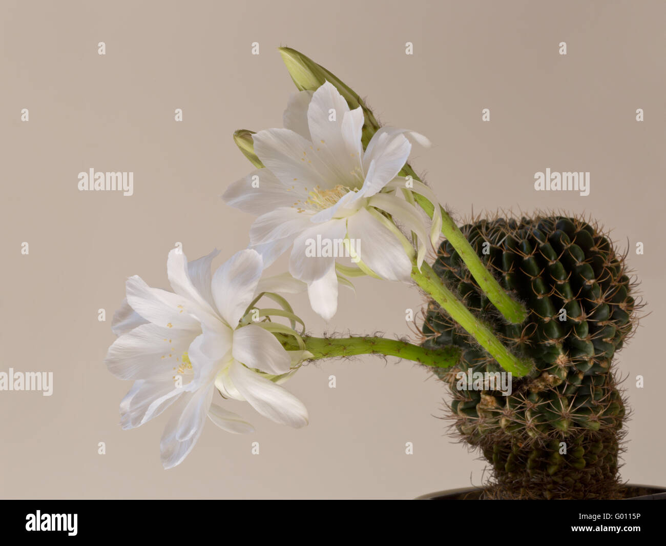 Echinopsis Kakteen mit weißen Blüten, alte Mode-Stil Stockfoto