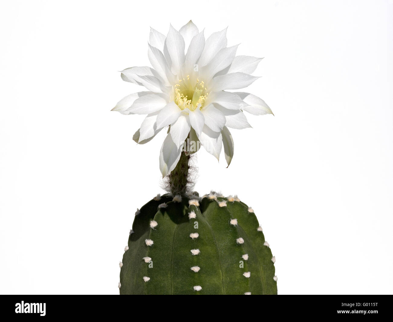 san pedro kaktus bestellen #EC334 EXACT Trichocereus Peruvianus KULA Cactus Cutting 8-10”