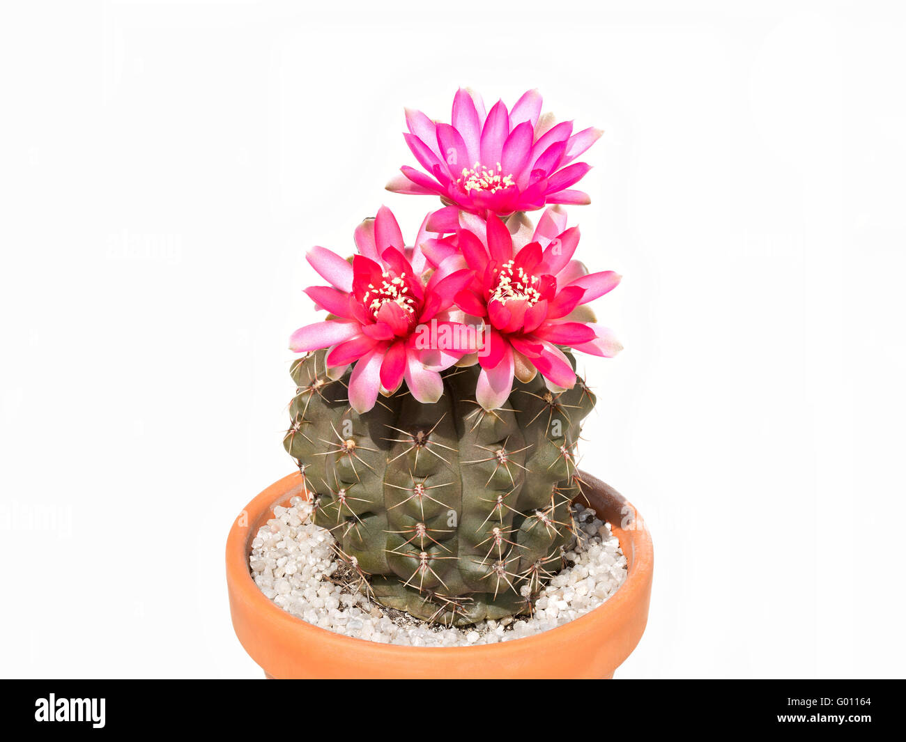 Kakteen Gymnocalycium Baldianum im Topf, isoliert, weißen Hintergrund. Stockfoto