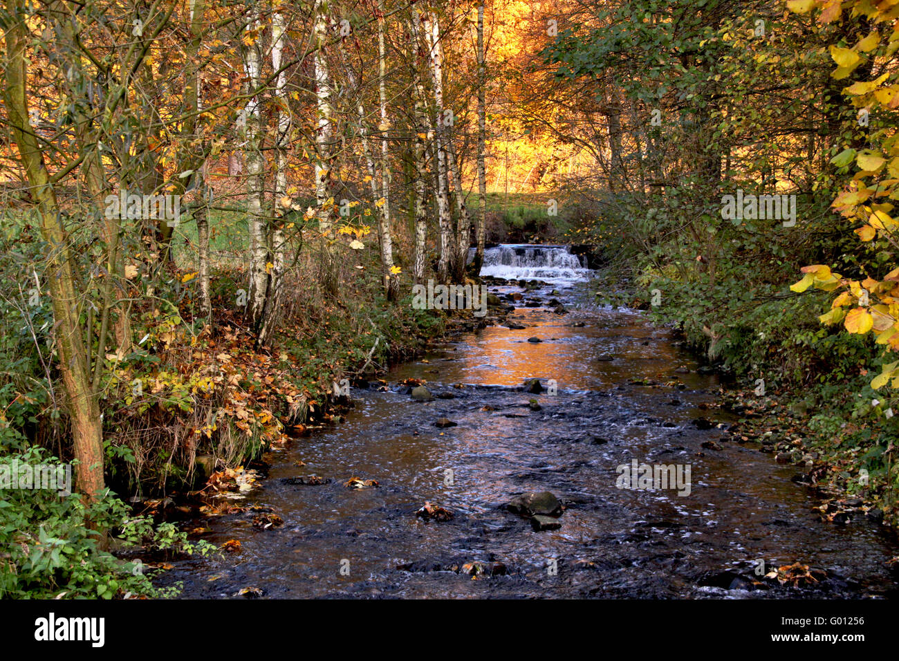 Herbst-Bach Stockfoto