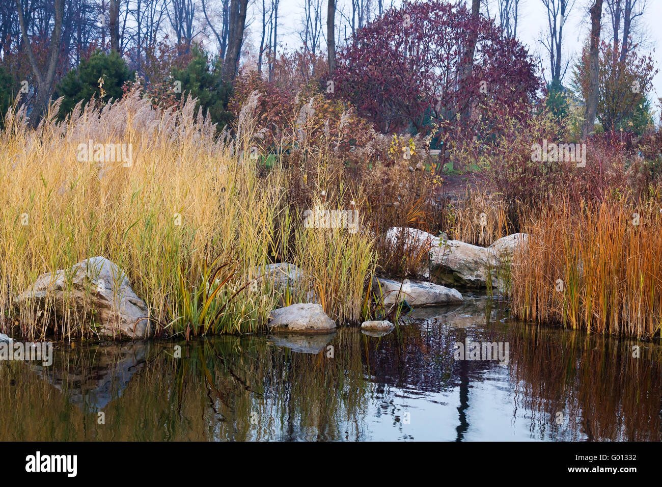 Herbst Teich mit vergilbten Schilf und Büsche Stockfoto