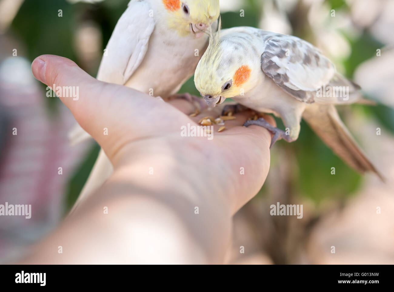 Papageien auf Seite Stockfoto