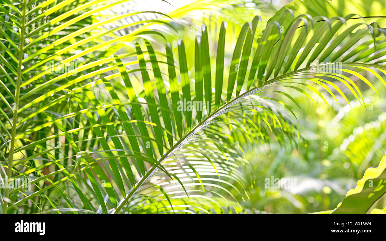 tropische Blätter Hintergrund Stockfoto
