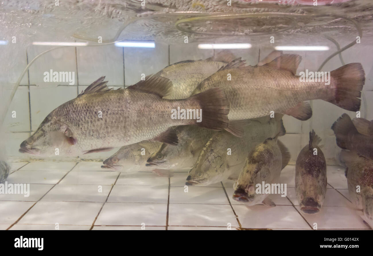 frische Fische im aquarium Stockfoto