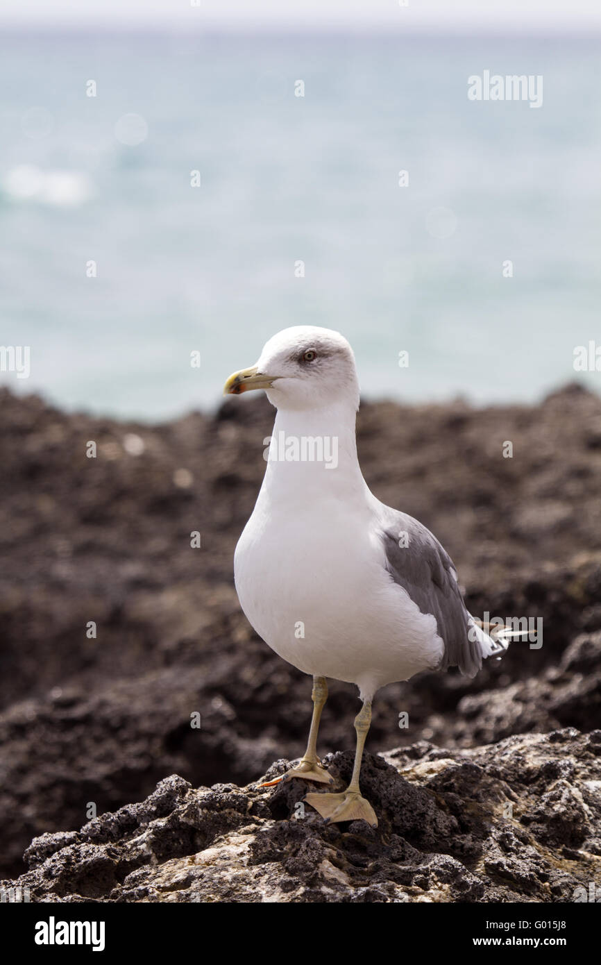 Europäische Silbermöwe Stockfoto