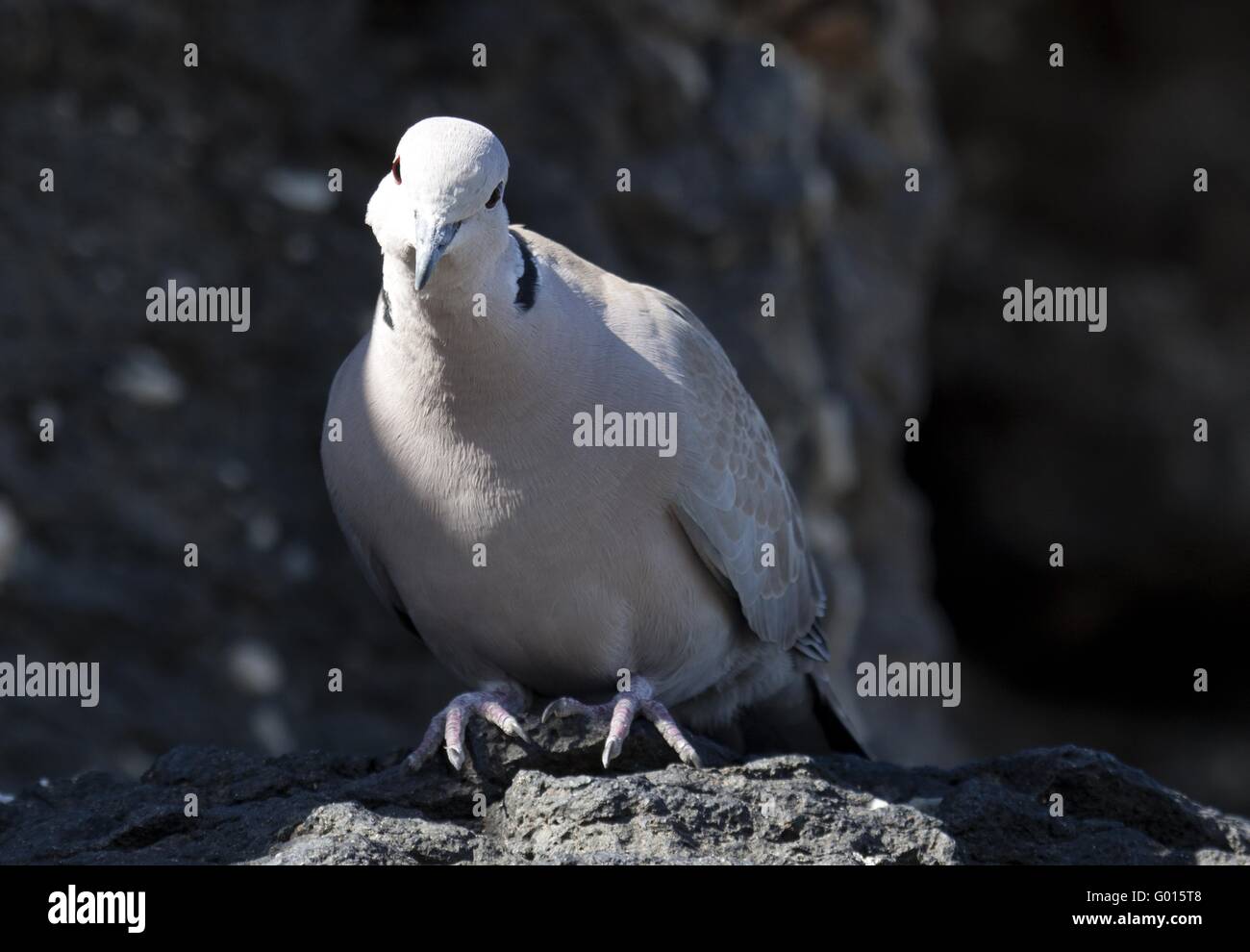 Eurasian collared dove Stockfoto