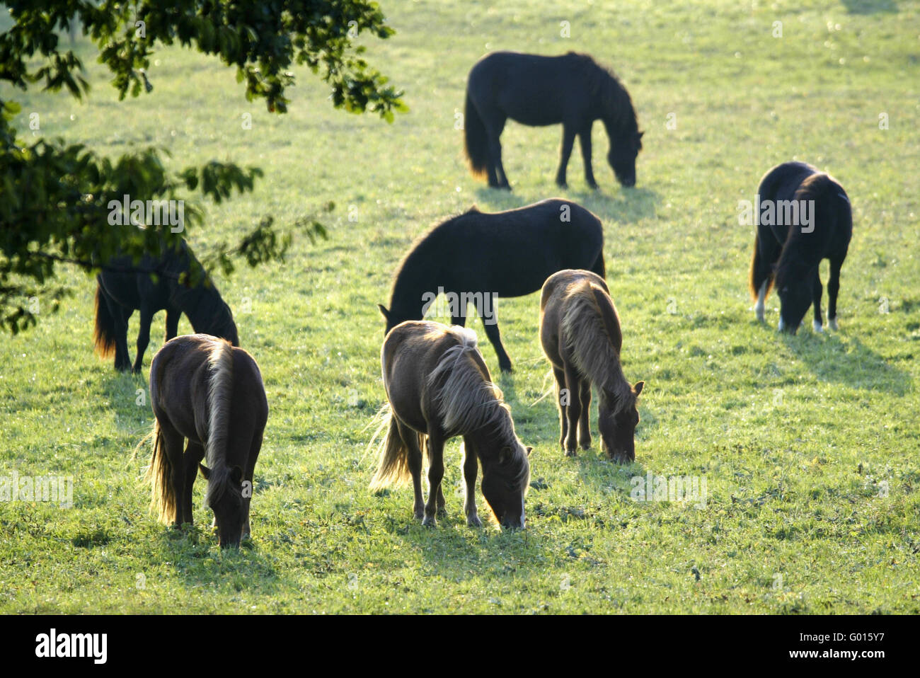 Isländisches Pferd Stockfoto