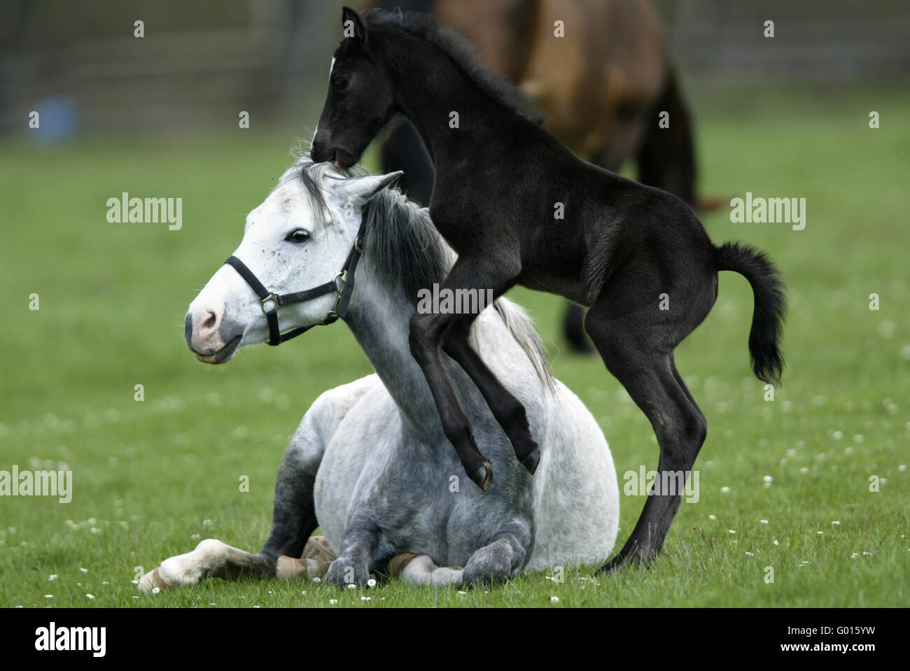 Deutsche Riding Pony Stockfoto