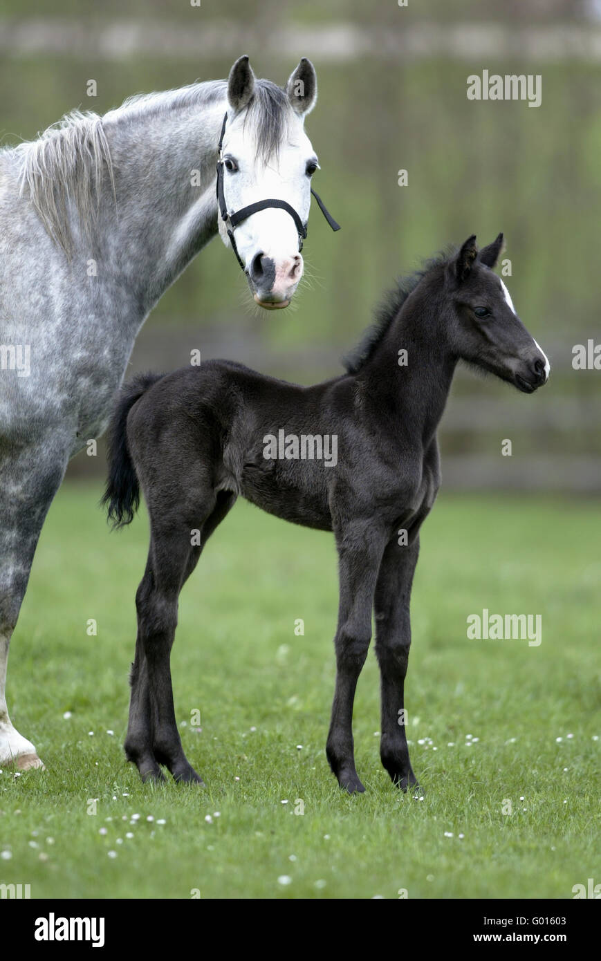 Deutsche Riding Pony Stockfoto