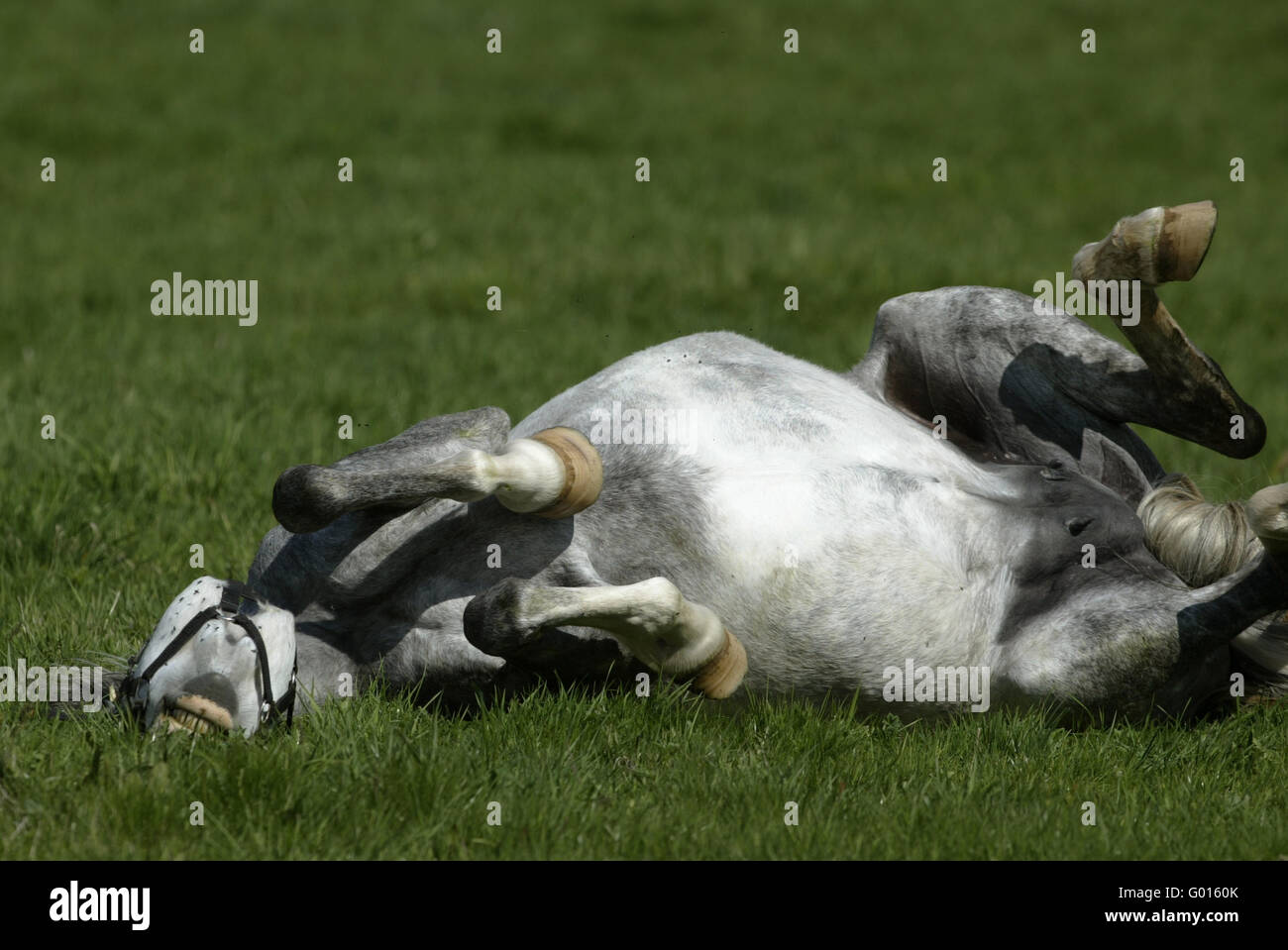 Deutsche Riding Pony Stockfoto