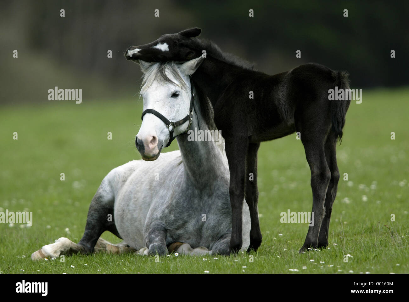 Deutsche Riding Pony Stockfoto
