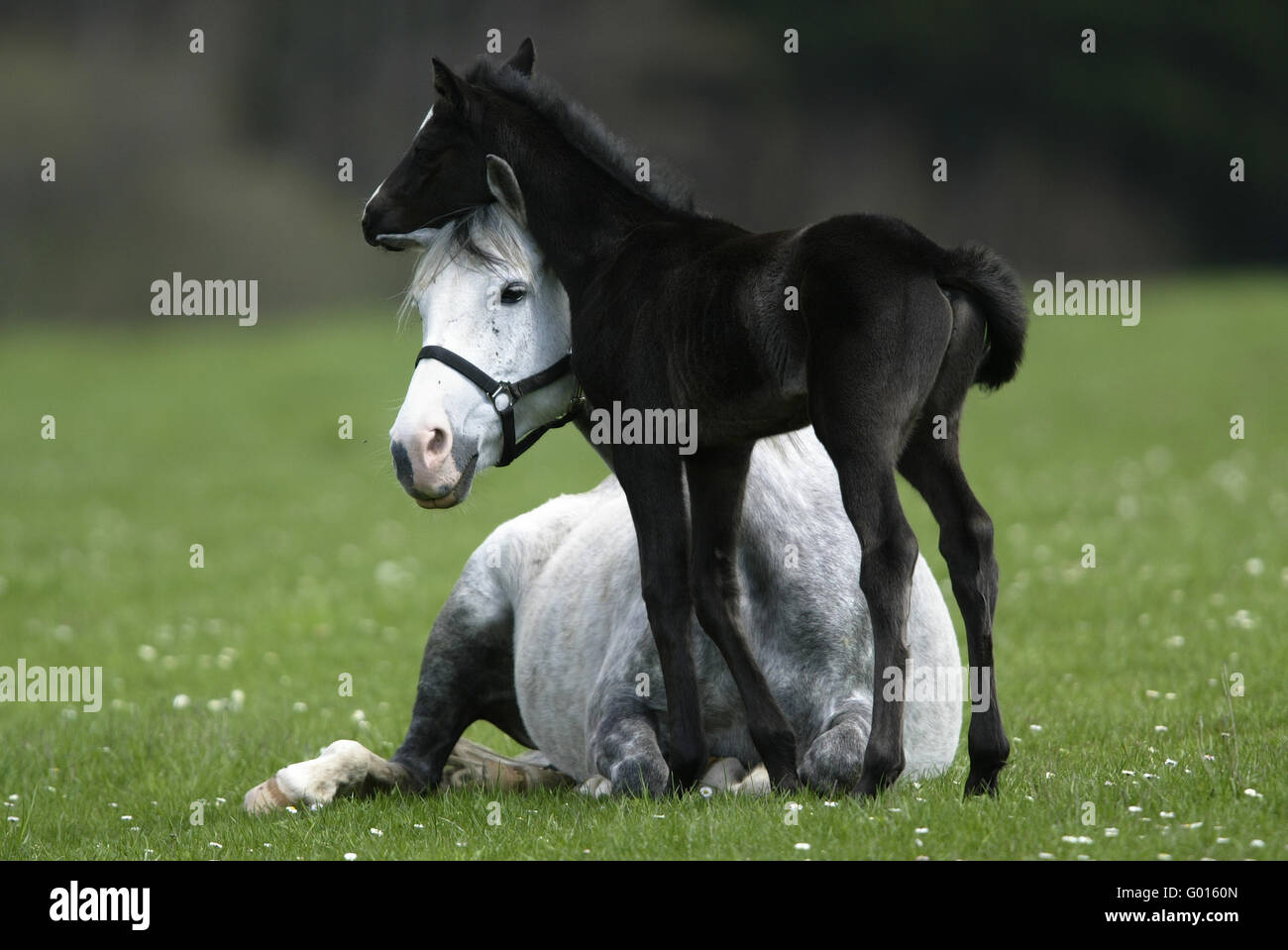 Deutsche Riding Pony Stockfoto